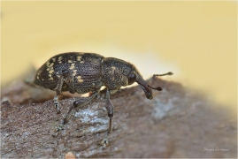 <p>KLIKOROH BOROVÝ (Hylobius abietis) Šluknovsko --- /large pine weevil - Fichtenrüsselkäfer/</p>